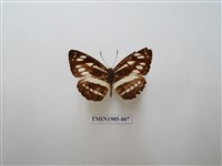 藏品(斷線環蛺蝶)的圖片